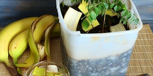 Sangat Mudah, Begini Cara Membuat Pupuk Organik di Rumah