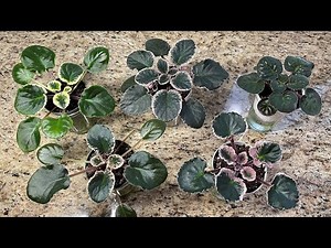 African Violets - It's Grooming Time!