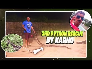 3rd Time Rescued Indian Python & Released In Nature