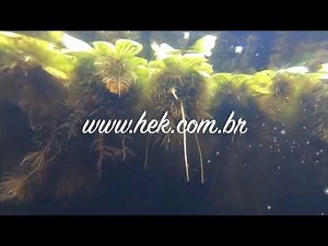 Biotopo of Nanostomus , Red ceará