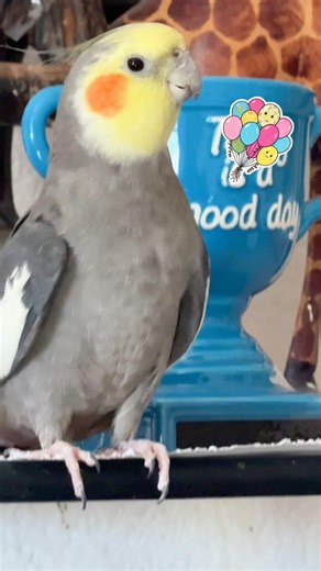 Cotton’s Spring Break Hit Song ! #cockatiel #talkingparot #parrot #cute