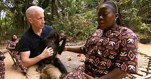 Nursing baby bonobos back to health