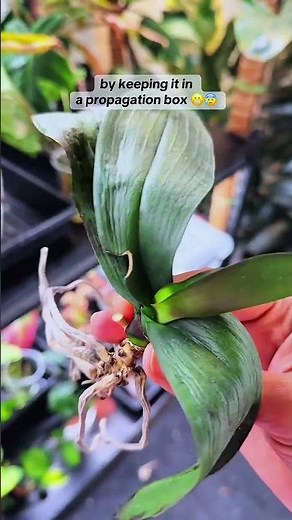 The Secret to Growing Many Orchid Keiki (Offspring) Using the Humid Environment Experiment Method.