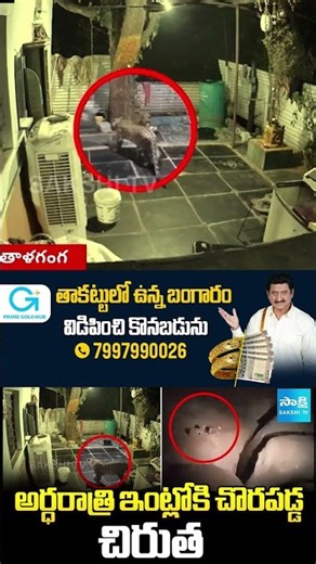 Leopard Enters House at Midnight 😱 | Shocking CCTV Footage Goes Viral | Sakshi TV