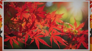 Japanese Maple Tree Pros & Cons infoGraphic - South Asian Research Publishing Organization (SARP