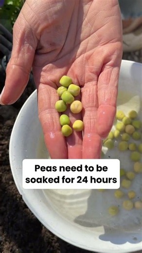Don’t plant your peas unless you soak them for 24 hours first to sprout faster#gardenhacks #peas
