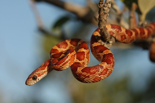Find Out If a Pet Corn Snake Is Right for You