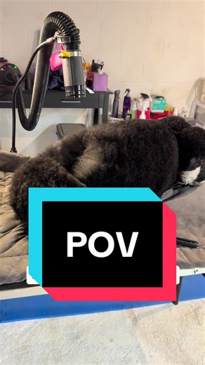 My show dog’s weekly bath #doggrooming #dogowner #standardpoodle #showdog #dogtok