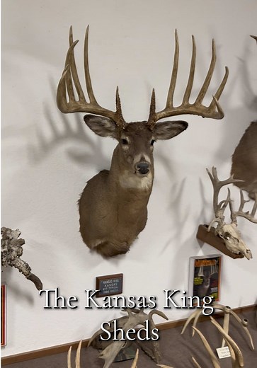 Exploring the Kansas King Sheds: A 217 Score Buck