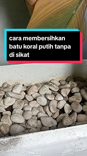Memutihkan Batu Koral Putih Tanpa Disikat