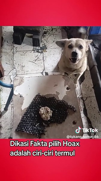 #tiktokviral #makzulkanfufufafa #fyppppppppppppppppppppppp