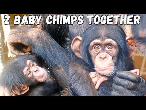 2 Adorable Baby Chimps Together Double The Cuteness!