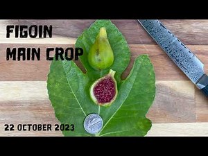 Figoin Fig Tasting 10-22-2023 (main crop)