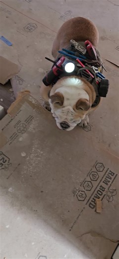 Working Bulldogs: The Ultimate Helper Dogs