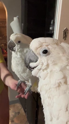 Exploring the Vibrant World of Parrots