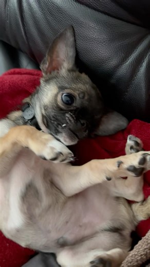 bébé chihuahua drôle & mignon funny & cute chihuahua videos mix #chihuahua #viralvideo