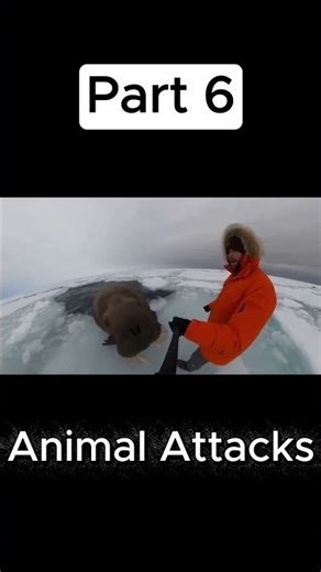 Man vs. Beast: 5 Intense Struggles for Survival 💪