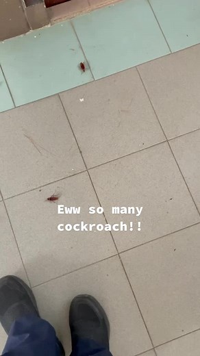 #ohnonononoo #ohno #cockroach