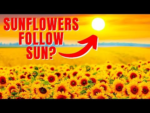Do Sunflowers ALWAYS Face the Sun? How Do They Even Rotate?