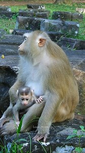 love mom rose monkey | Wild - Monkeys