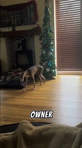 The Christmas Tree Pee Attack 😂