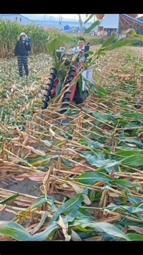 Amazing Corn Harvesting Machine in Action 🌽 | Modern Agriculture Technology