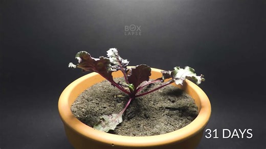 66 days of beetroot growth – time-lapse transformation