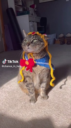 Cute Cat Cosplays as Tuxedo Mask from Sailor Moon