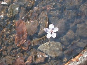 Hiling, Silent Sanctuary | I listen to music everyday