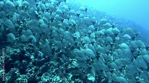 Sight of school of fish near bottom of ocean is spellbinding. French Polynesia has tropical climate, with warm temperatures and high humidity year-round