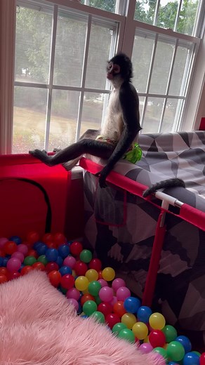 That tail control 😳💪🏼🐒 #animallover #animals #monkey #spidermonkey #happy #fun #funny | Keke Spidermonkey