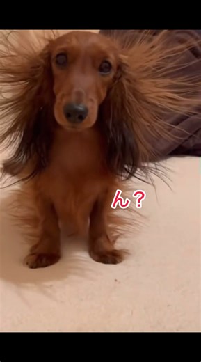 SNSで大バズり！！動物たちの大爆笑ハプニング5選！！！ #cat #アニマル発見隊 #動物おもしろ動画 #可愛い #面白集 #animals #funny #いぬ