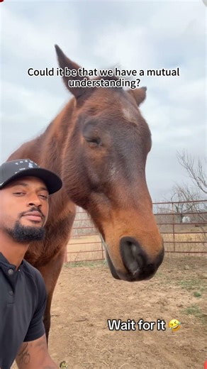 When you are friends with a horse💛🐴#horsebff #horselife #bestfriend #wholesome #barnlife