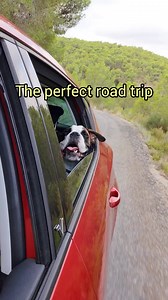 40K views · 2.8K reactions | The perfect road trip ❤️ #boxer #boxerdog #doglife #labrador #roadtrip #doglover | Bobby from the bin | Facebook