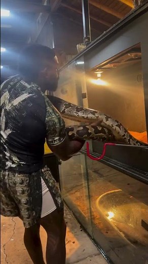 I need a name for my Sri Lankan python girl 🫶 Suggestions ?