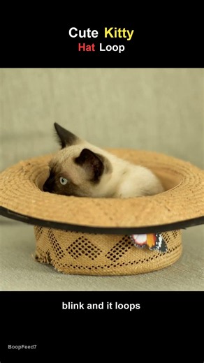 Cute Kitty Hat Loop