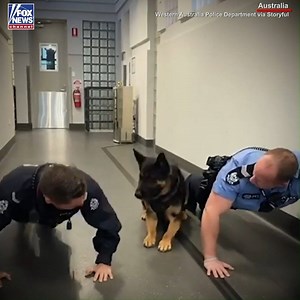 A police dog participated in the #pushupchallenge for Mental Health Awareness Month in Australia. | Fox News