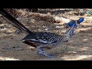 Roadrunners Killing Prey