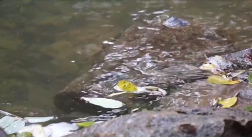 What is Stormwater Runoff? (Agriculture and Environment Center)