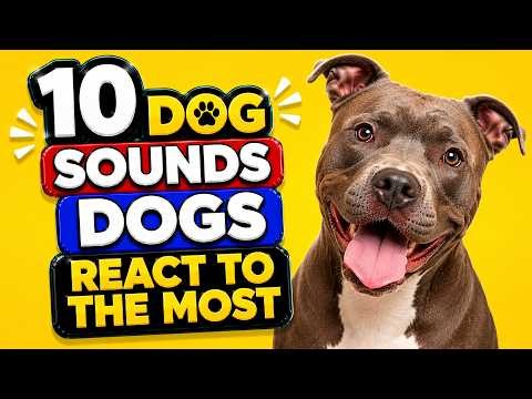 10 Dog Sounds Dogs React to the Most 🐶❤️