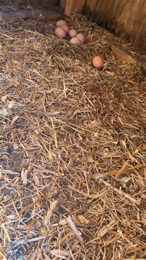I know I sound goofy y'all but farm Life is amazing. I love watching my ducks. My chickens grow lay eggs.it is amazing #eggs | Johnmelissa Baca