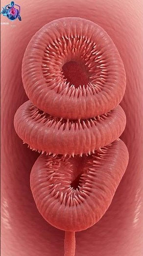 How Digestion Works in the Human Body | 3D Stomach & Small Intestine Animation | Human Anatomy 3D