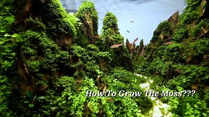 14K views · 272 reactions | How To Grow Moss Using Dry Start Methode Source : bit.ly/Nigelaquascaping Support Our Fanpage by Lik3, C0mment & sh4re this video | Aquascape Hobby | Facebook