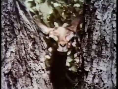 Classic Sesame Street - Trees (HQ quality)