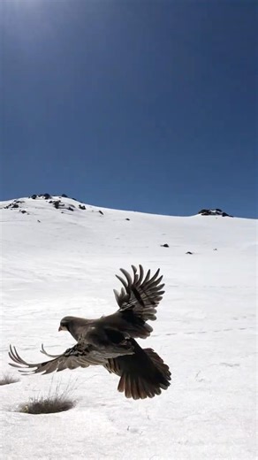 Wild Partridge Singing and Flying in Nature