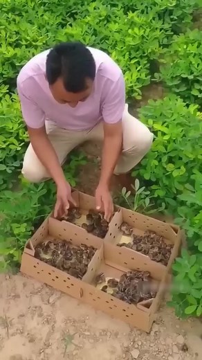 163K views · 1.3K reactions | Thailand's Partridge Pest Control #Farming #EcoFriendly #PestControl #SustainableAgriculture #Thailand | Gayle’s Smart Ideas | Facebook