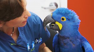 136K views · 395 shares | Ouch! Lapis, a beautiful hyacinth macaw, is in to see Dr. K for a cracked beak. #DrKExoticVet | National Geographic Animals | Facebook