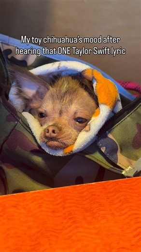 My purse dog feels a little deflated but we still love you Taylor 🐕✨ #chihuahuas #dogreels #fblifestyle #hairlesschihuahua #taylorswift #tloasg #thelifeofashowgirl #lifeofashowgirl | Cricketthegremlin