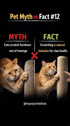 Myth: Cats scratch furniture out of revenge.❌ #ytshorts #cat #petlovers #petparents #facts