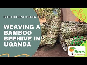 Weaving a bee hive from bamboo in Uganda - Bees for Development
